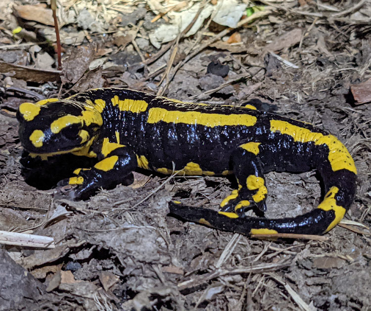 Feuersalamander, Salamandra salamandra terrestris